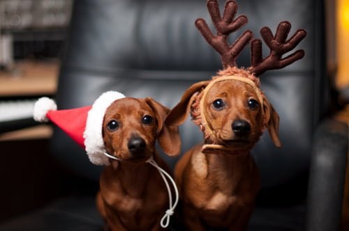 cani ai Mercatini di Natale