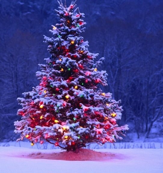 Foto Di Bellissimi Alberi Di Natale.Alberi Di Natale Particolari E Originali A Giro Per Il Mondo